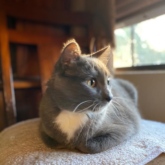 Meet your Posher, Sheba - Picture 4 of 5